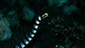 Yellow-lipped sea krait, Laticauda colubrina. Scuba diving in North Sulawesi, Indonesia