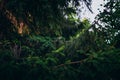 Yellow little bird among the thick leaves. Little bird on a green dense Christmas tree. A pine branch on which sits a yellow tit Royalty Free Stock Photo