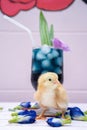 A yellow little chick with butterfly pea water and ice in a champagne glass is decorated by orchid and pandan leaf. It`s shown an Royalty Free Stock Photo