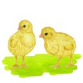 Yellow little chick, green lawn. Domestic poultry farm. Hand drawn watercolor illustration isolated on white background Royalty Free Stock Photo