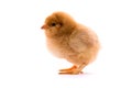 Yellow little chick Royalty Free Stock Photo