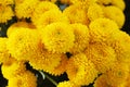 Yellow little crysanthemum. Gardening, botany, floristry, texture and flora concept - beautiful chrysanthemums flowers Royalty Free Stock Photo