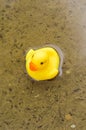 Yellow little duck doll on the wet floor
