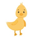 Yellow little duck in flat style isolated on white background. Cute vector illustration in a simple hand drawn cartoon Royalty Free Stock Photo