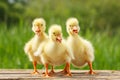 Yellow little duck geese on natural green background