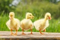 Yellow little duck geese on natural green background