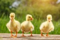 Yellow little duck geese on natural green background