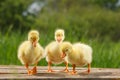 Yellow little duck geese on natural green background