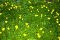 Yellow little flower on green grass background. Royalty Free Stock Photo