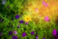 Yellow little flower among the lilac flowers of the petunia. A field with flowers and a solar light.