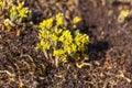 Yellow little flower wild Sedum acre as background Royalty Free Stock Photo