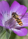 Yellow little wasp sits on white flower Royalty Free Stock Photo