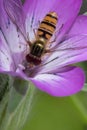 Yellow little wasp sits on white flower Royalty Free Stock Photo