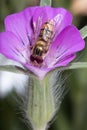 Yellow little wasp sits on white flower Royalty Free Stock Photo