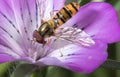 Yellow little wasp sits on white flower Royalty Free Stock Photo