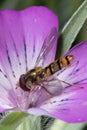 Yellow little wasp sits on white flower Royalty Free Stock Photo