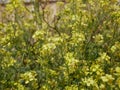 Yellow little wild mustard flowers in a meadow on a sunny summer day. An agricultural plant of the cruciferous family in natural Royalty Free Stock Photo