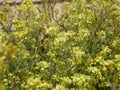 Yellow little wild mustard flowers in a meadow on a sunny summer day. An agricultural plant of the cruciferous family in natural Royalty Free Stock Photo