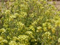 Yellow little wild mustard flowers in a meadow on a sunny summer day. An agricultural plant of the cruciferous family in natural Royalty Free Stock Photo