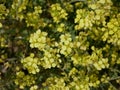 Yellow little wild mustard flowers in a meadow on a sunny summer day. An agricultural plant of the cruciferous family in natural Royalty Free Stock Photo