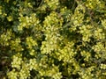 Yellow little wild mustard flowers in a meadow on a sunny summer day. An agricultural plant of the cruciferous family in natural Royalty Free Stock Photo