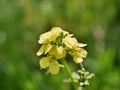 Yellow little wild mustard flowers in a meadow on a sunny summer day. An agricultural plant of the cruciferous family in natural Royalty Free Stock Photo