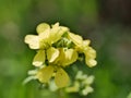 Yellow little wild mustard flowers in a meadow on a sunny summer day. An agricultural plant of the cruciferous family in natural Royalty Free Stock Photo