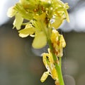 Yellow little wild mustard flowers in a meadow on a sunny summer day. An agricultural plant of the cruciferous family in natural Royalty Free Stock Photo