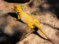 Yellow lizard baking on rock in the sun Royalty Free Stock Photo