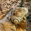 Yellow lizard head of iguana close-up Royalty Free Stock Photo