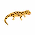 Yellow lizard, spotted Salamander isolated on white background.