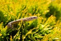 Yellow lizards are on the grass in nature Royalty Free Stock Photo