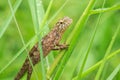 Yellow lizards are on the grass in nature Royalty Free Stock Photo