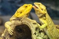 Yellow Lizards in Love