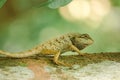 Yellow lizards on trees in nature Royalty Free Stock Photo