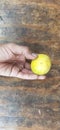 yellow local lemon in a hand