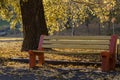 Yellow lonely bench in the autumn park under the crown of a yell