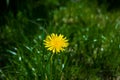 Yellow lonely dundelion on a background of a green grass. Background picture. Royalty Free Stock Photo