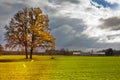 Yellow lonely oak tree in the green field Royalty Free Stock Photo