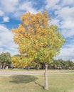 Yellow lonely Texas Cedar Elm leaves at city park in Autumn seas