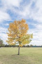 Yellow lonely Texas Cedar Elm leaves at city park in Autumn seas