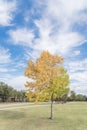 Yellow lonely Texas Cedar Elm leaves at city park in Autumn seas