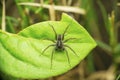 Yellow long leg huntsman spider Sparassidae, Satara, Maharashtra Royalty Free Stock Photo