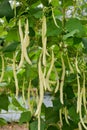 Yellow long string beans at farm background