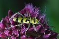 Yellow longhorn beetle, Chlorophorus varius on the flower