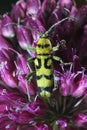 Yellow longhorn beetle, Chlorophorus varius