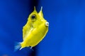 A yellow Longhorn cowfish in aquarium