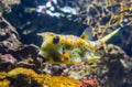 Yellow longhorn cowfish in closeup, funny tropical aquarium pet