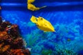 Yellow longhorn cowfish fish swims in blue water in an aquarium Royalty Free Stock Photo