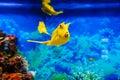 Yellow longhorn cowfish fish swims in blue water in an aquarium Royalty Free Stock Photo